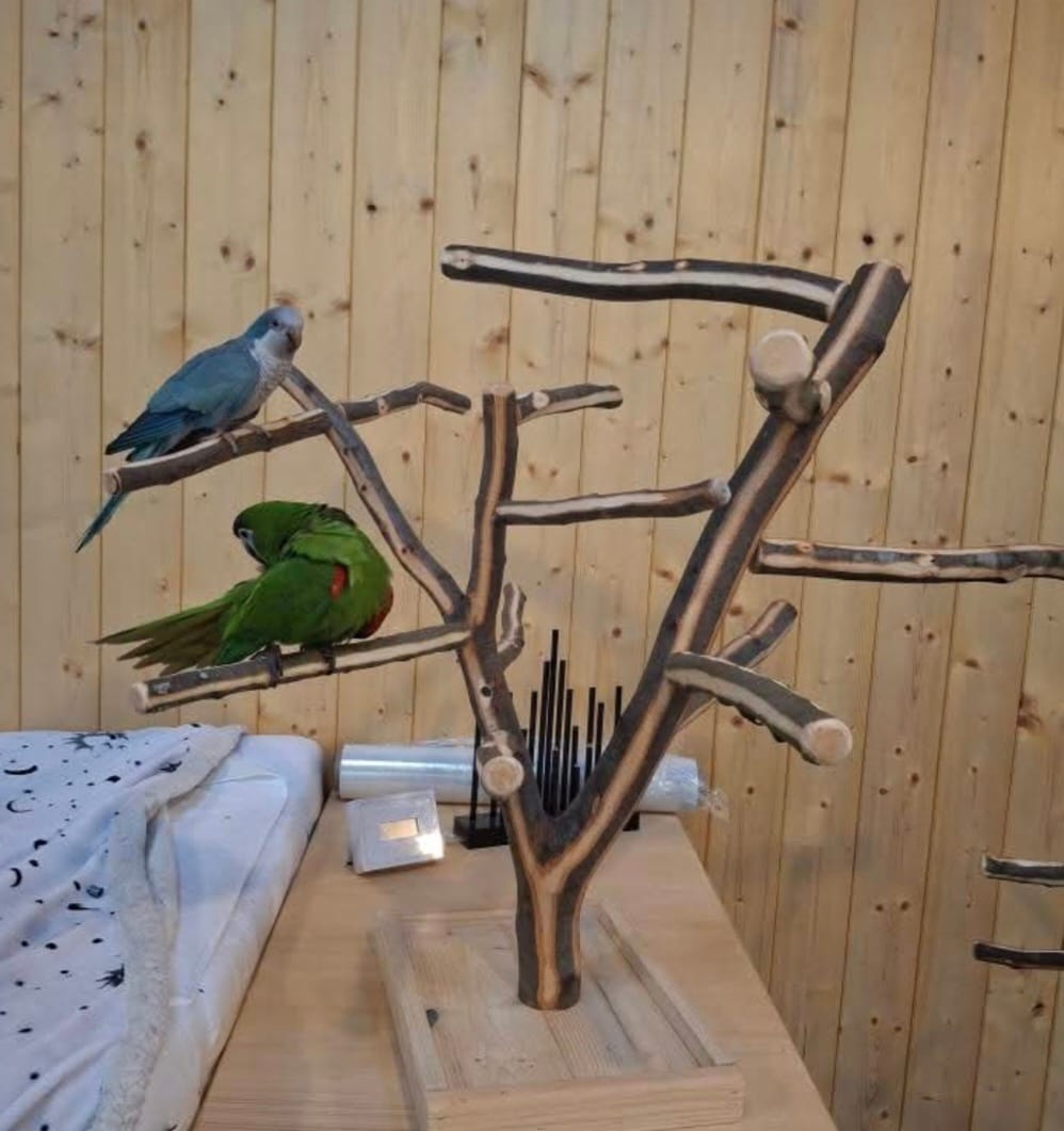 Stromy pro papoušky - Obrázek 6