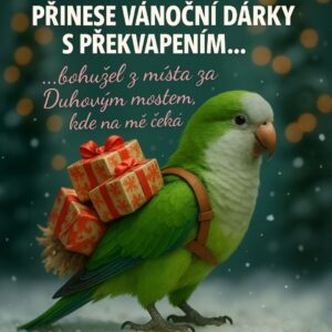 Dolfíčkův vánoční dárek s překvapením